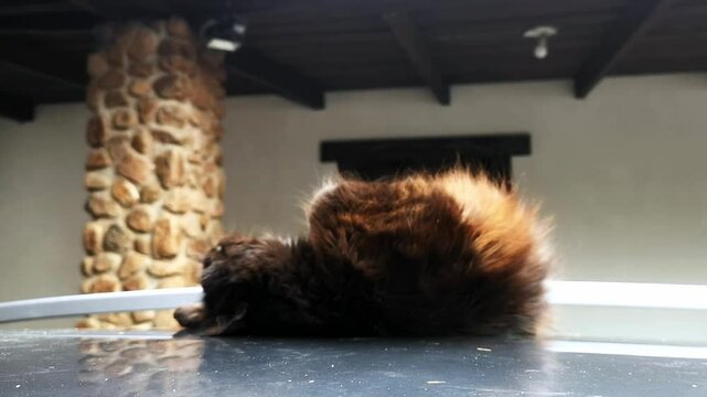 Black cat catches and plays with a twig lying lazily on a car rooftop. Cute playful pet. Domestic animal resting outdoor. Happy pastime. Beautiful feline. Curious hunter. Green eyes. Black fluffy fur.