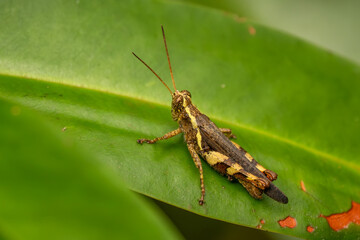 Asian grasshopper - Xenocatantops humilis, beautiful large brown and green grasshopper from Southeast Asian meadows and bushes, Singapore.