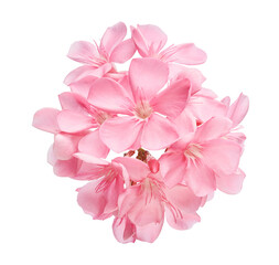 Nerium oleander, Pink oleander flowers isolated on white background with clipping path