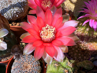 fiore rosso di una pianta di cactus 