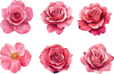 set of pink roses