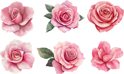 Naklejka premium set of pink roses