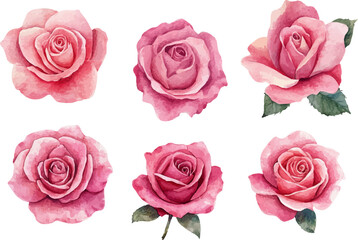 pink roses on white background
