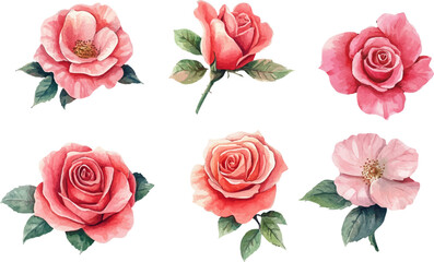 Naklejka premium set of pink roses isolated