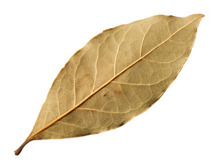 Dried Bay Leaf Macro Close-Up Isolated on transparent background cutout, PNG file, Cutout file