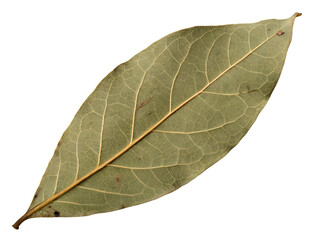 Obraz premium Dried Bay Leaf Macro Close-Up Isolated on transparent background cutout, PNG file, Cutout file