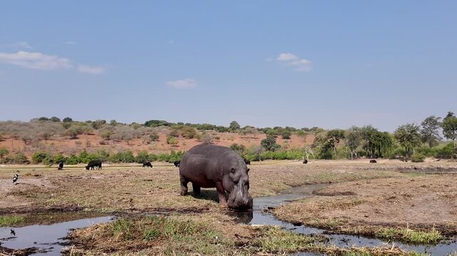 Hippopotamus In Water In Chobe National Park Kasane Botswana. Stunning Safari Landscape Of Wild African Animals. Nature Dramatic Sky Sky Forest. Nature Landscapes Panoramic View.