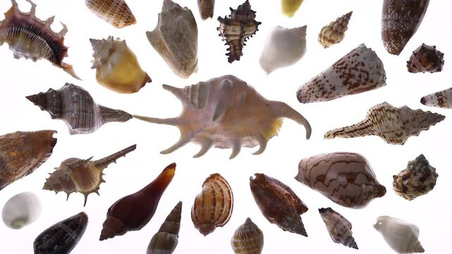 Sorting sea shell collections