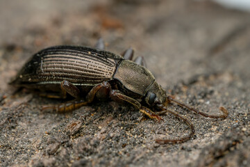 darkling beetle - Stenomax aeneus, beautiful metallic beetle native to forests and woodlands of south-eastern and Central Europe, Czech Republic.