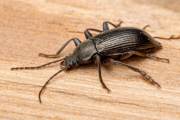 darkling beetle - Stenomax aeneus, beautiful metallic beetle native to forests and woodlands of south-eastern and Central Europe, Czech Republic.