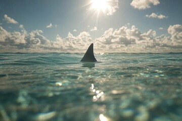 Shark fin over ocean surface