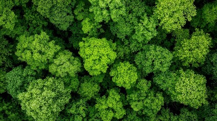 Fototapeta premium Green Trees From Above