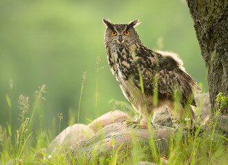 Eurasian eagle owl ( Bubo bubo ) close up