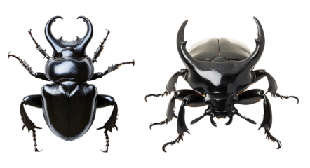 Collection of massive horned Hercules beetle with strong legs isolated on a white or transparent background.