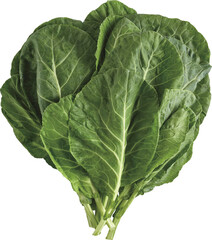 Fresh Collard Isolated From Background