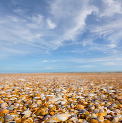 wide sea beach covered by empty marine shell