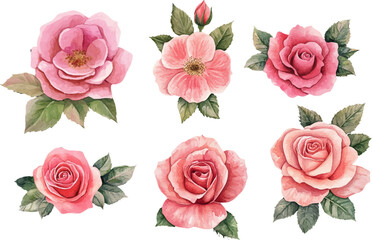 Naklejka premium watercolor pink roses flowers