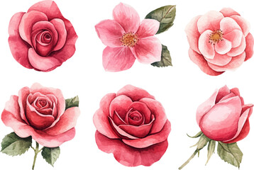 set of pink roses