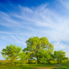 Obraz premium small grove among green prairie under blue cloudy sky