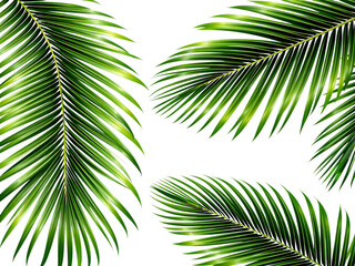 Naklejka premium Lush green palm fronds isolated on transparent background