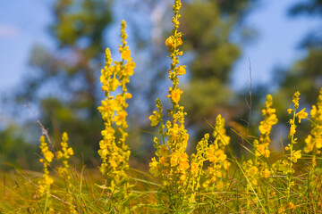 closeup wild flowers in green grass, summer prairie background