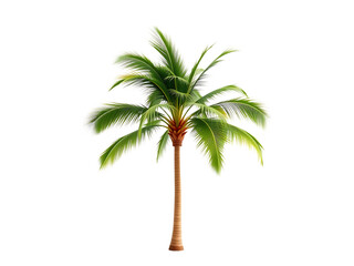Obraz premium Single palm tree isolated on transparent background