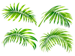 Obraz premium Four lush green palm fronds isolated on transparent background