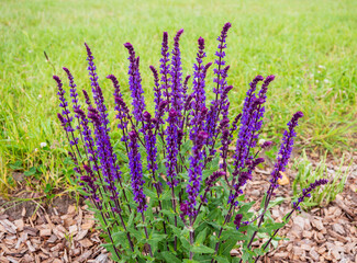 Close-up of blooming purple meadow sage (Salvia nemorosa) growing in a mulched garden bed with green grass in the background. Summer perennial plant in full bloom.