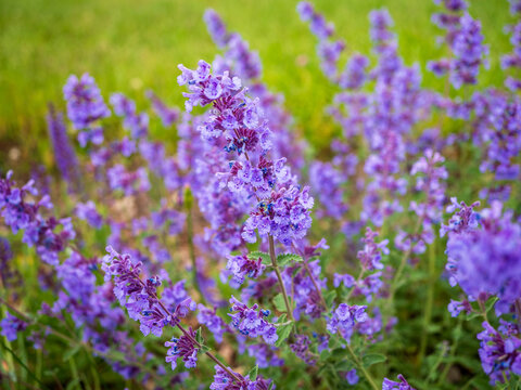 Close-up of blooming catmint (Nepeta faassenii) with vibrant purple flowers in a garden. Popular ornamental and bee-friendly plant with soft green foliage. - Powered by Adobe