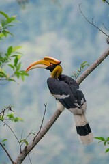 Great Hornbill