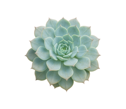 cactus in a pot isolated on transparent or white background png
 - Powered by Adobe