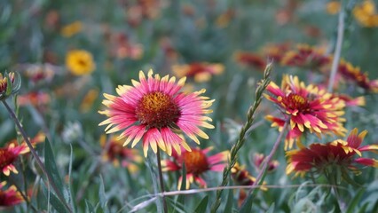 Pflugerville, TX - April 17, 2025: Wildflower field - Gaillardia pulchella 