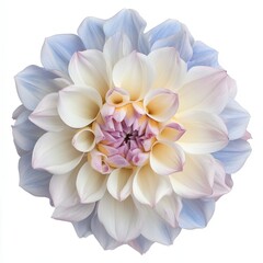 Fototapeta premium Dahlia flower close up studio shot on white background