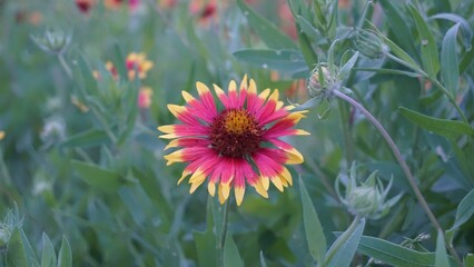 Fototapeta premium Pflugerville, TX - April 17, 2025: Wildflower field - Gaillardia pulchella 