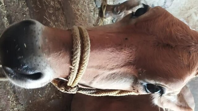 Close-Up of a Resting Cow in a Rural Shed
