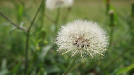 Pflugerville, TX - April 17, 2025: Wildflower field - dandelions 