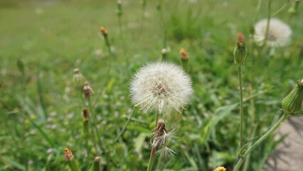 Pflugerville, TX - April 17, 2025: Wildflower field - dandelions 