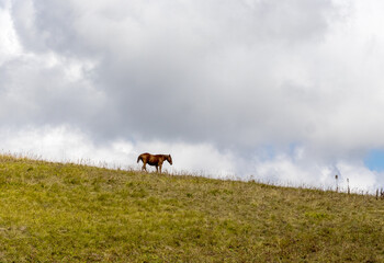 nature park, horse grazing on pastures with sparse vegetation autumn period in nature