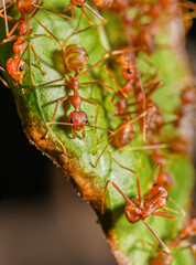 Red Weaver Ants Binding Green Leaves to Build a Nest in Forest Macro Photography.