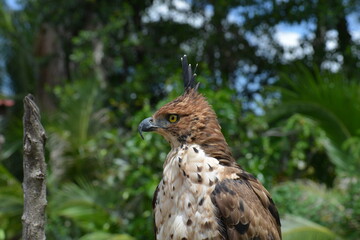 Changeable Hawk-Eagle