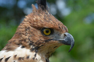 Changeable Hawk-Eagle