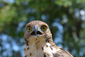 Crested Goshawk