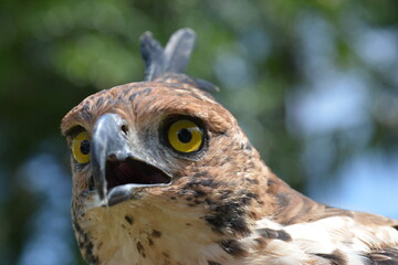 Changeable Hawk-Eagle