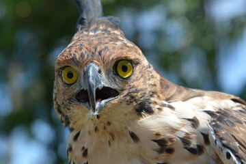 Changeable Hawk-Eagle