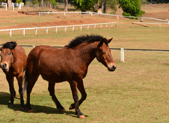 Fototapeta premium Two Brown Horses Grazing on Green Pasture Under Sunlight in Natural Setting.