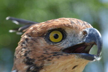 Changeable Hawk-Eagle