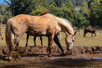 Fototapeta premium Light Brown Horse Drinking from Muddy Puddle on Farm Field.