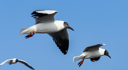 Brown-headed Gulls in Flight Against Clear Blue Sky Over the Sea.