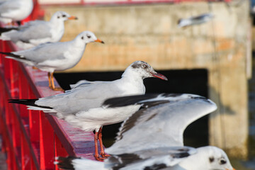 Brown-headed Gull Standing on Railing by the Sea with Blue Sky Background.