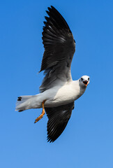 Brown-headed Gulls in Flight Against Clear Blue Sky Over the Sea.